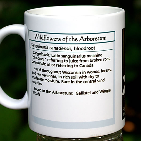 mug bloodroot large 8139.jpg